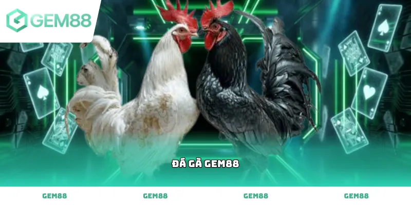 Theo dõi các trận đấu Đá gà Gem88 kịch tính với tỷ lệ cược cao